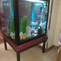 آکواریوم|ماهی|تهران, قیطریه|دیوار