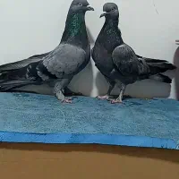 کبوتر اهنی پر اوج گیر وبازی کن