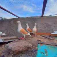 گراف زرد|پرنده|مشهد, عنصری|دیوار