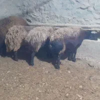 سلام بره نرهترو