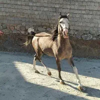 اسب کرد