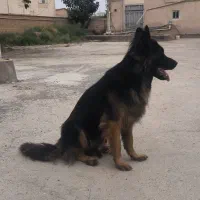 ژرمن شپرد|سگ|گمیشان, |دیوار