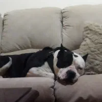 سگ گمشده ،کسی خبر داره اطلاع بده مژدگانی بگیره|حیوانات|خوی, |دیوار