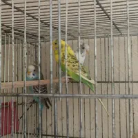مرغ عشق.قناری.عروس هلندی.فنچ