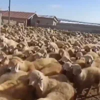 گوسفند بزغاله شیشک بره قوچ غیره فروشی