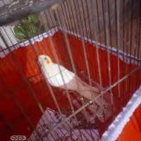 عروس هلندی آشتی