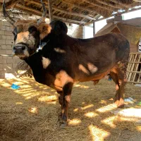 گوساله گاو نر سرشاخی