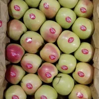 کاردسردخانه سیب چیدن داخل جعبه سیب|استخدام خدمات فروشگاه و رستوران|پیرانشهر, |دیوار