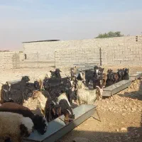 بزغاله چپش چاق و داشتی|حیوانات مزرعه|اندیمشک, |دیوار