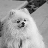 واگذاری پامرانین خرسی