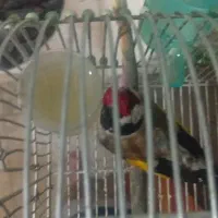سهره نر
