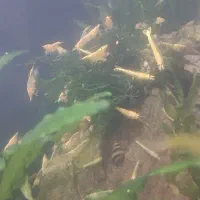 می گو زرد و قرمز|ماهی|کرمانشاه, |دیوار