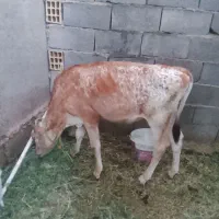 گاو و گوساله فروشی