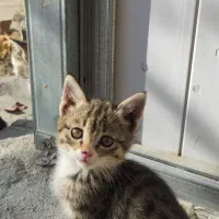 اهدای بچه گربه رایگان|گربه|مرند, |دیوار