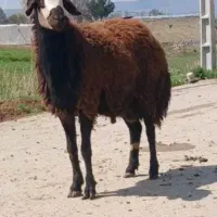 گوسفند و میش