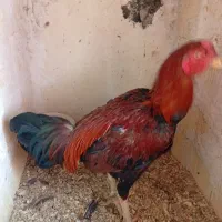 خروس لاری توافقی زیر قیمت