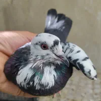 کبوتر|پرنده|اسلامآباد غرب, |دیوار