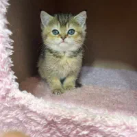 بریتیشش گلد