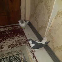 ساده بشرت هوا وجوفتگاه کفتر به شرت|پرنده|مشهد, فدک|دیوار