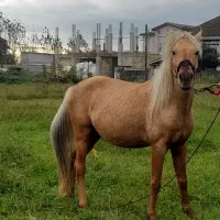 اسب کرد محلی|حیوانات مزرعه|آستارا, |دیوار