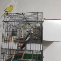 عروس هلندی سخنگو|پرنده|تبریز, |دیوار