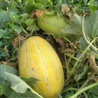 باغ و باغچه|فروش زمین و ملک کلنگی|انزل, |دیوار