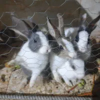 خرگوش