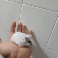 همستر خونگی