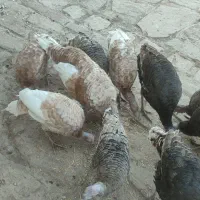 12جوجه ی بزرگ بوقلمون|حیوانات مزرعه|پاپی, |دیوار