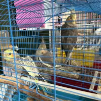 عروس‌هلندی|پرنده|ارومیه, |دیوار