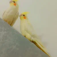 سلام جفتی هستن نر و ماده ۲ماهه