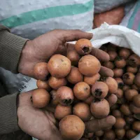 ازگیل (کنوس)