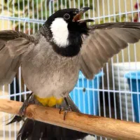 قناری مست اهلی اهلی درجه یک