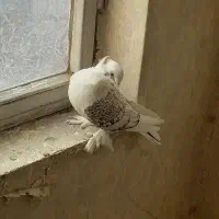 کفتر دم چتری آمریکایی