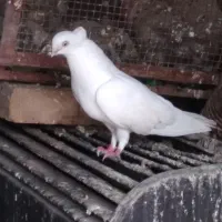 فروش کبوتر کاکلی