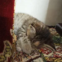 بچه گربه|گربه|پاکدشت, پاکدشت (مامازند)|دیوار