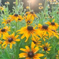 بذر/فضای سبز/شهرداری/ باغچه