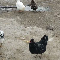 مرغ و خروس گلین