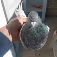 کبوتر|پرنده|مرند, |دیوار