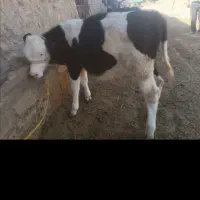 گوساله سمینتال