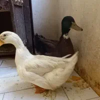 اردک