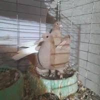 نر ماده زرد معاوضه هم دارم