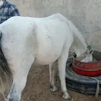 اسب تمیز سرحال