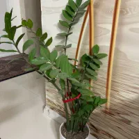 انواع گل زامفولیا