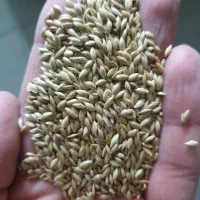 تخم کتان گوش دنی