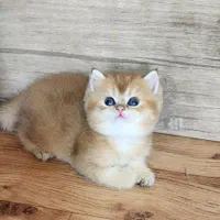 شهر قشنگ گربه ها|گربه|کرج, احدآباد|دیوار