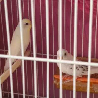 مرغ عشق نر و ماده|پرنده|مشهد, نیروی هوایی|دیوار