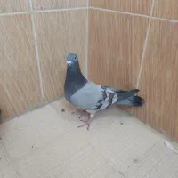 فروش کبوتر|پرنده|سعدآباد, |دیوار