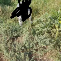 علوفه باغی تمیز