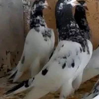 کبوتر بلندپرواز۱۴ساعت ضمانتی|پرنده|رشت, دباغیان|دیوار